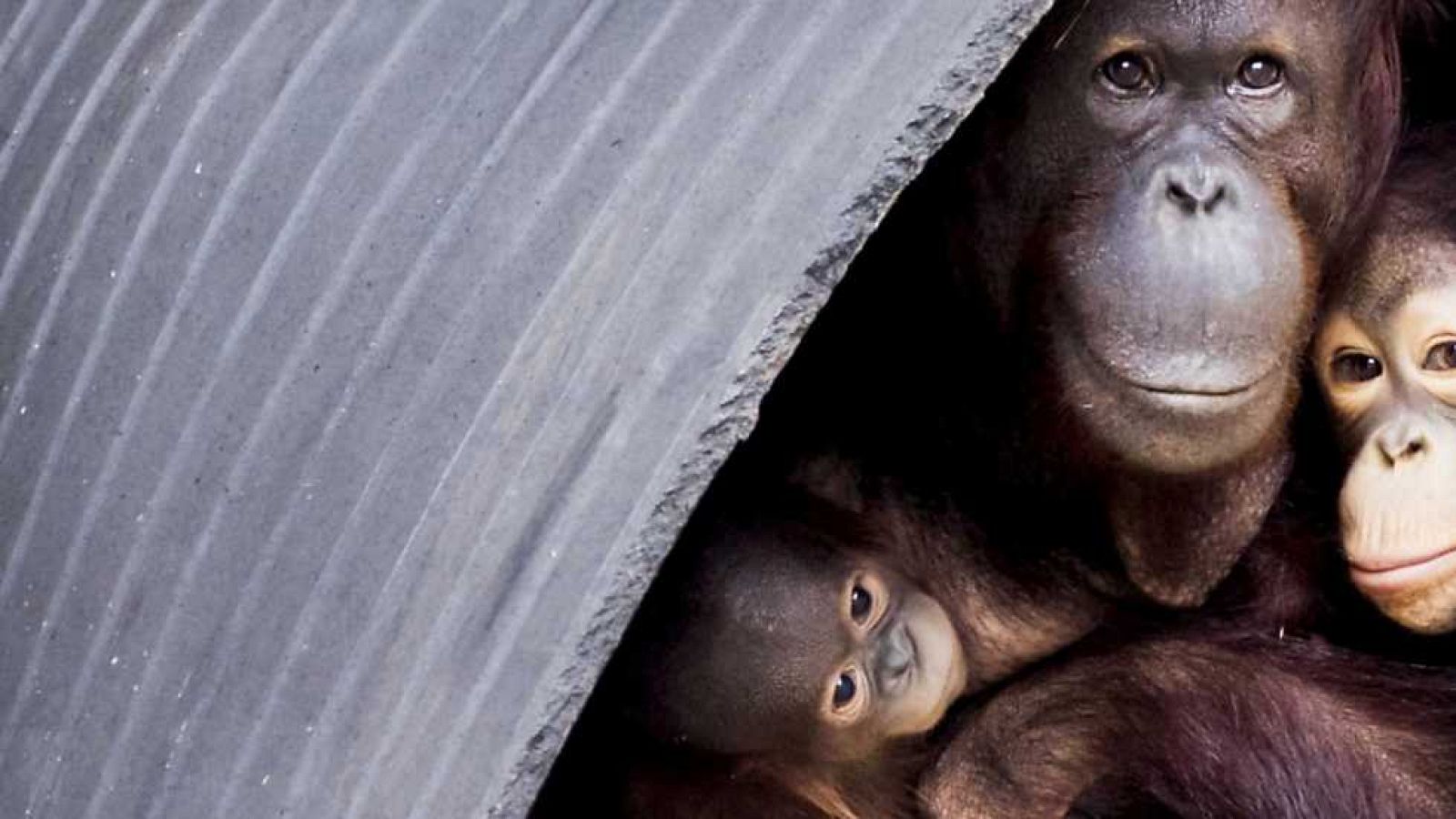 La 2 Noticias - 08/06/16 - ver ahora