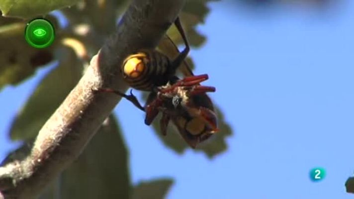 Agrosfera - Avispa velutina