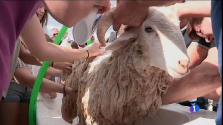 Informatiu Balear - El be de Sant Joan