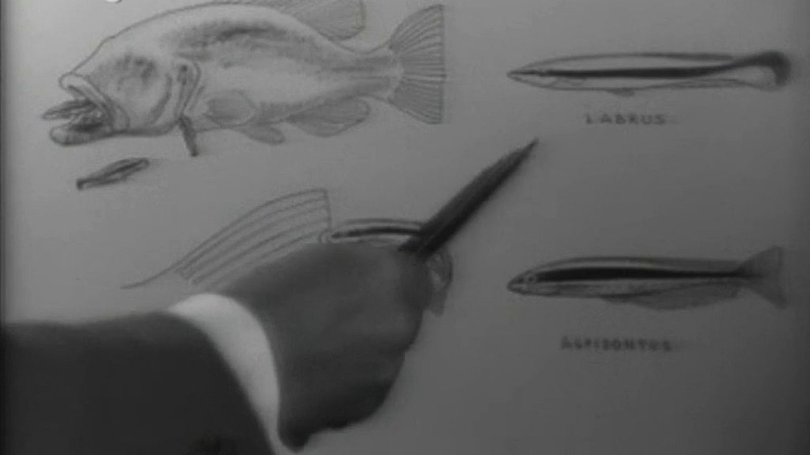 El planeta azul - La agonía del mar (II)