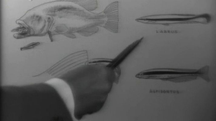 El planeta azul - La agonía del mar (II)