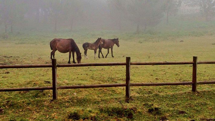 España Directo - El ritual de la Rapa das Bestas