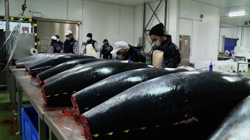 Teleobjetivo - ¿Sabemos lo que comemos? - Atún - Teleobjetivo | Ver