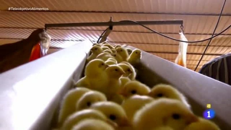 Teleobjetivo - ¿Sabemos lo que comemos? - ¿Qué trato reciben los animales que tú te comes? - Teleobjetivo | Ver