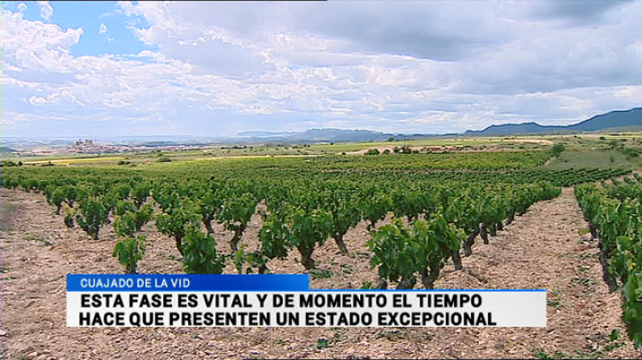 Informativo Telerioja - Informativo Telerioja 2 - 15/06/16