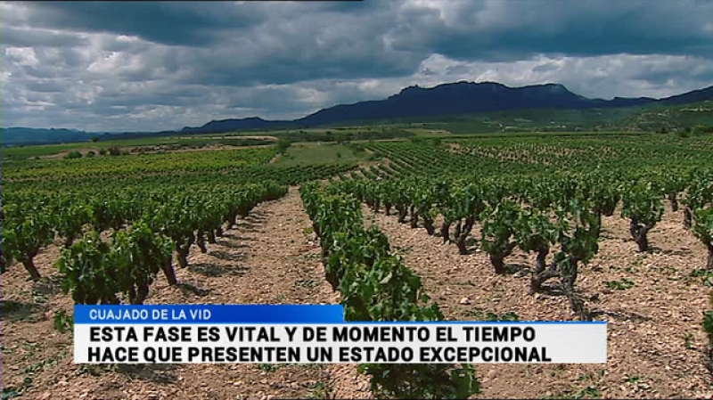 Informativo Telerioja - 15/06/16