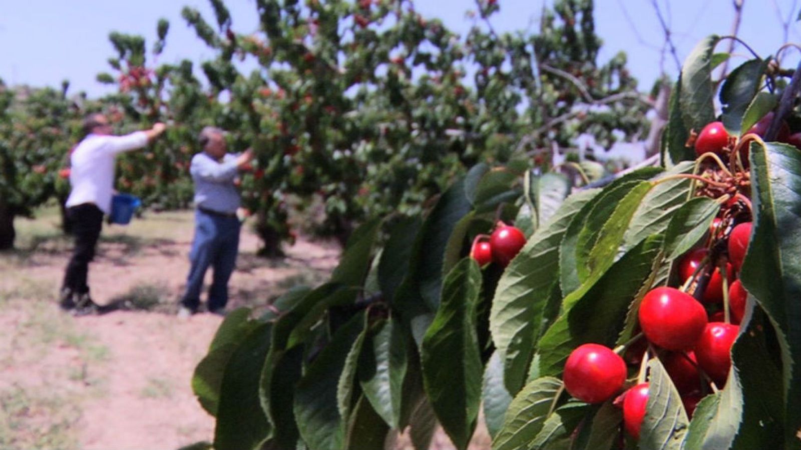 Cerezas de montaña