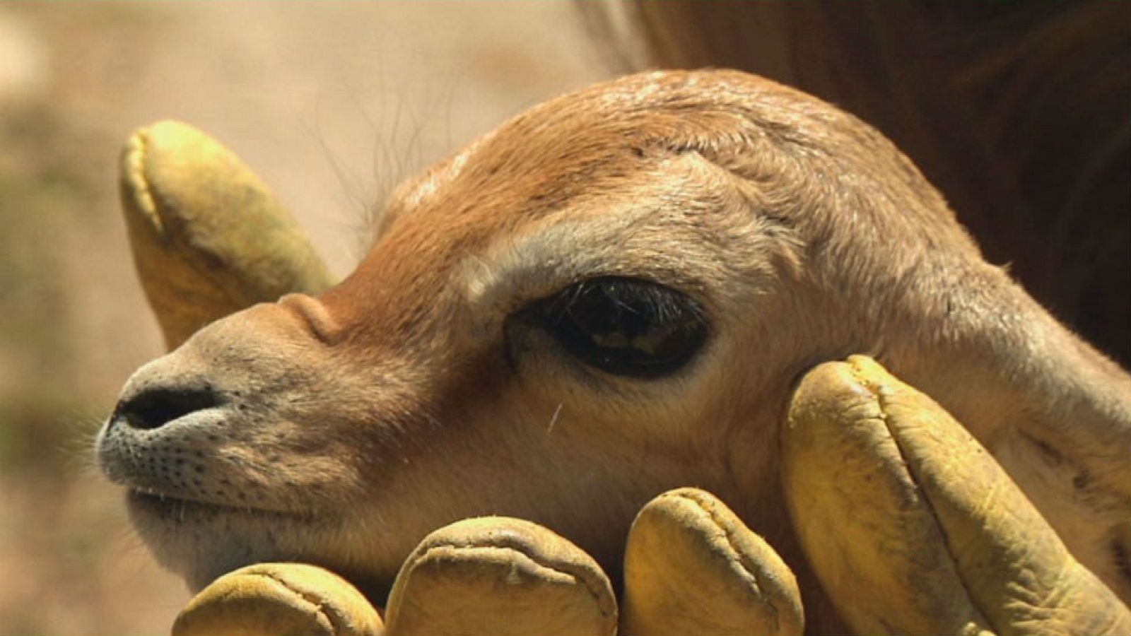 Gacelas en la alcazaba almeriense