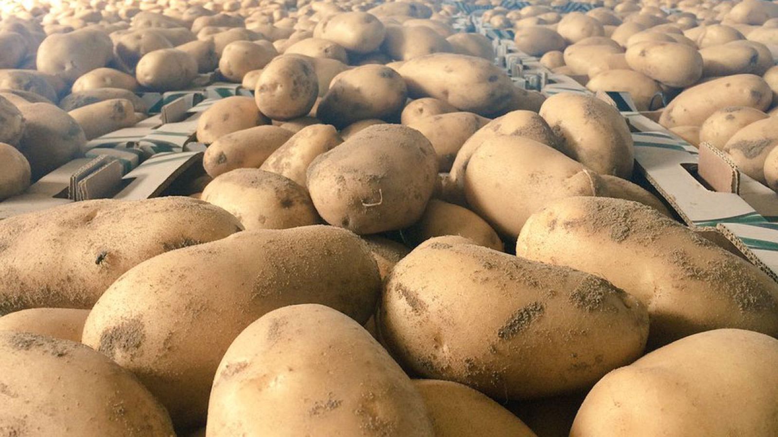 Las papas de Sanlúcar de Barrameda