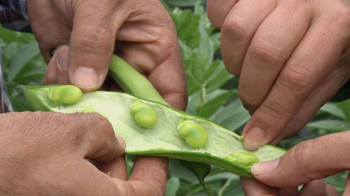 Aquí la Tierra - Un tesoro entre algodones