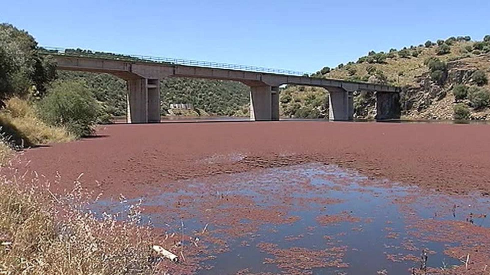 Remite la plaga del helecho de agua que cubre un tramo del río Almonte (Cáceres)