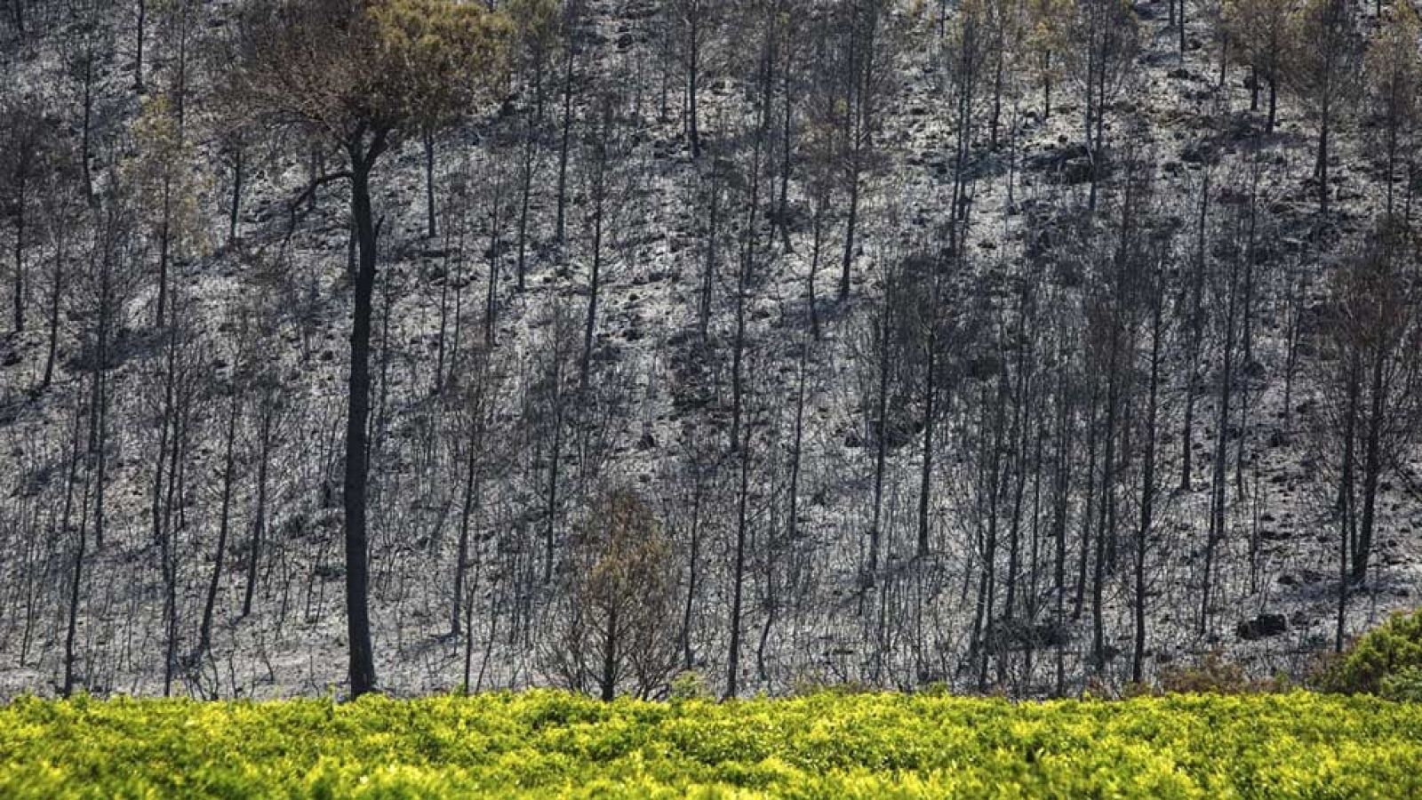Estabilizado el incendio de Carcaixent, aunque aún no está controlado