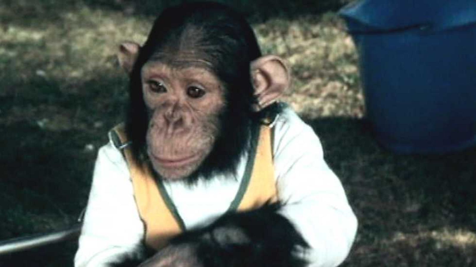 Mañanas de cine - Rocky Carambola - ver ahora