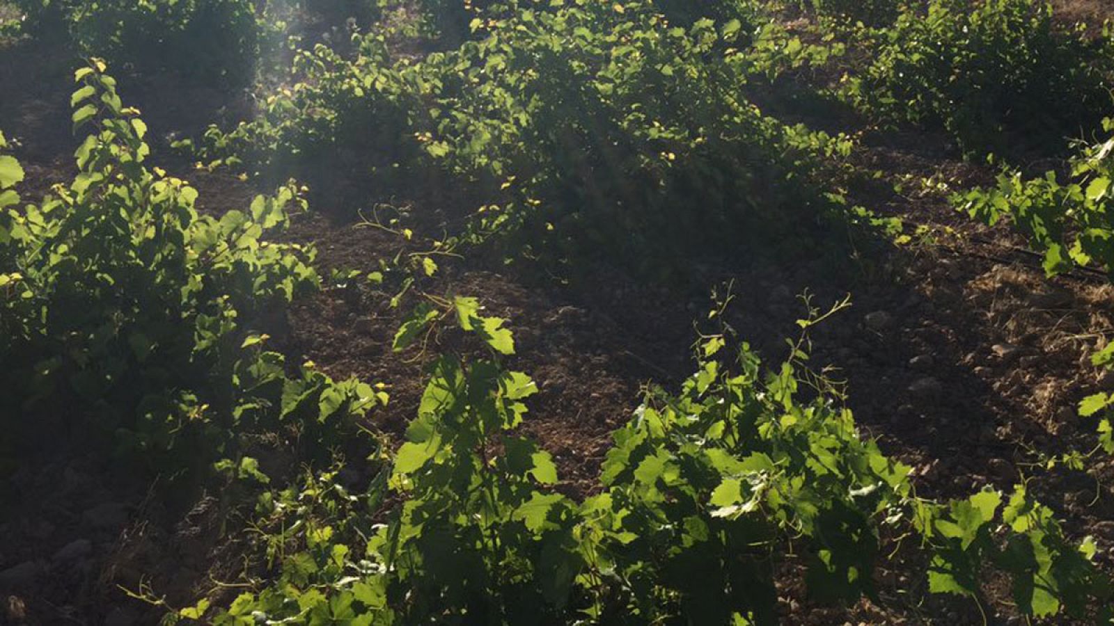 La mayor cooperativa de vino de Europa