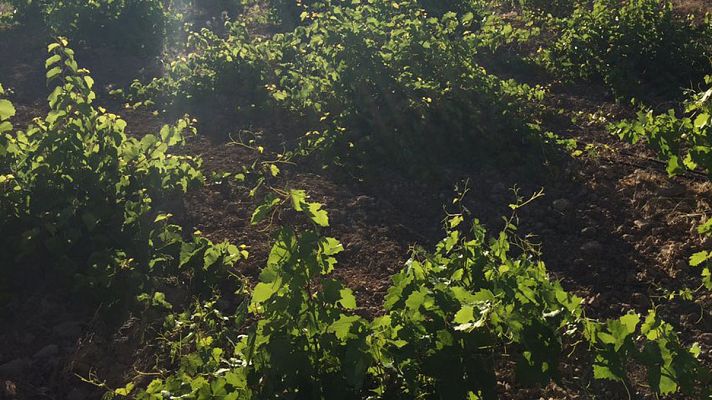 España Directo - La mayor cooperativa de vino de Europa