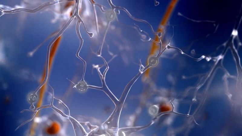 Desafía tu mente - ¿Cómo interpreta nuestro cerebro el movimiento?