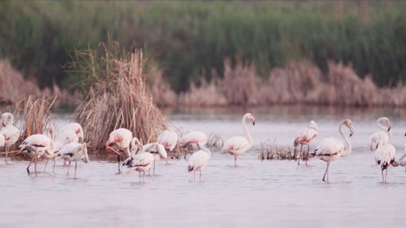 Red Natura 2000 - Aiguamolls de L'Alt Empordà