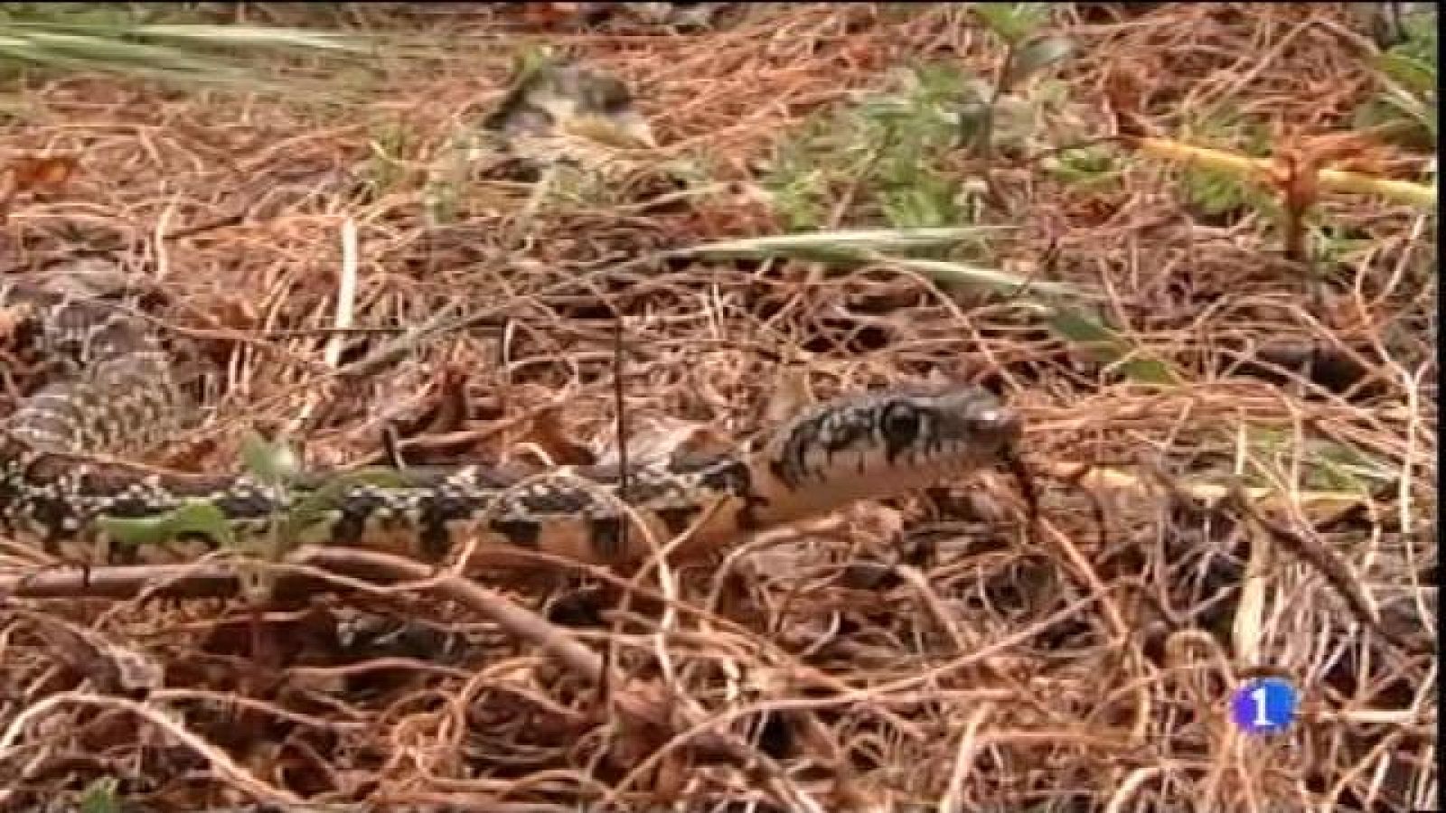 Campanya contra la plaga de serps