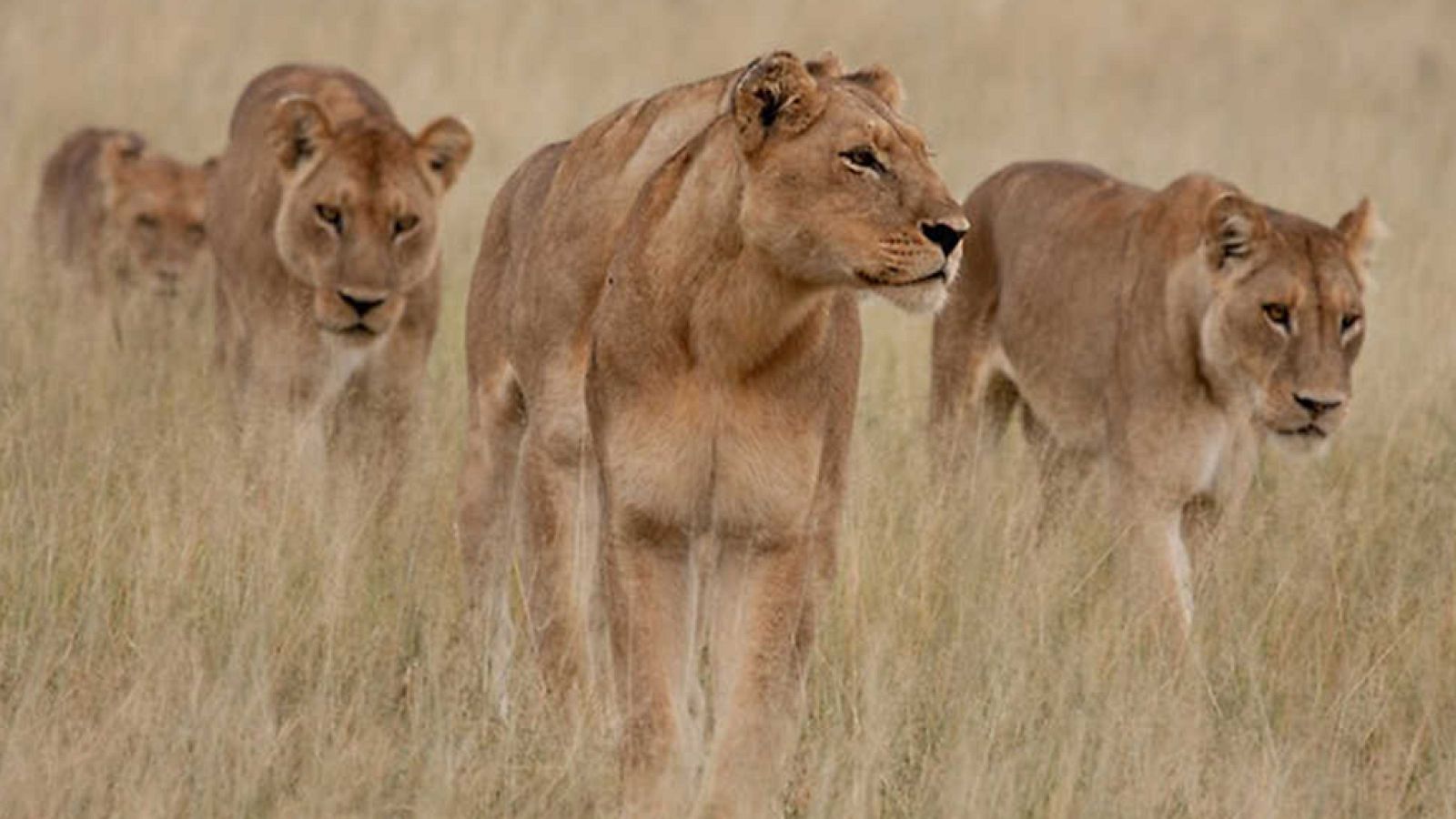 Grandes documentales - El fracaso en la caza: El juego de cazar - Ver ahora