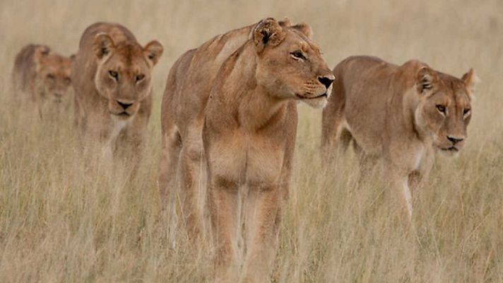 Grandes documentales - El fracaso en la caza: El juego de cazar