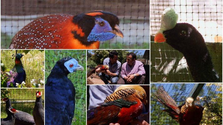 Aquí la Tierra - Estas aves son modelos de pasarela
