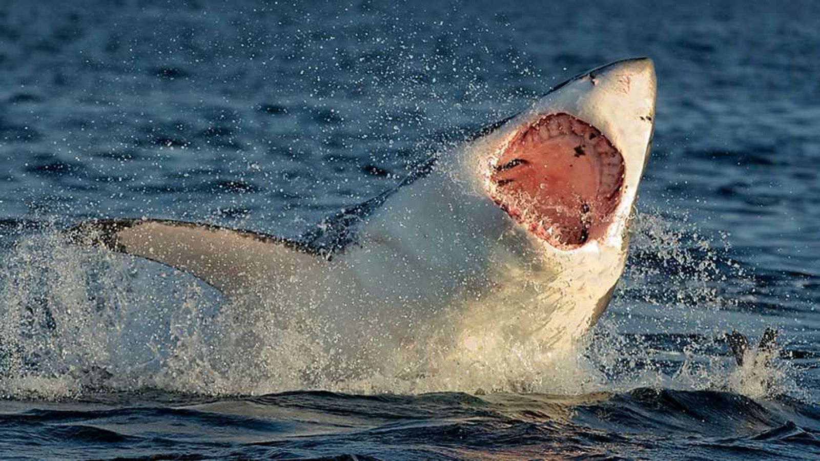 Grandes documentales - El fracaso en la caza: Muerte en aguas profundas - ver ahora
