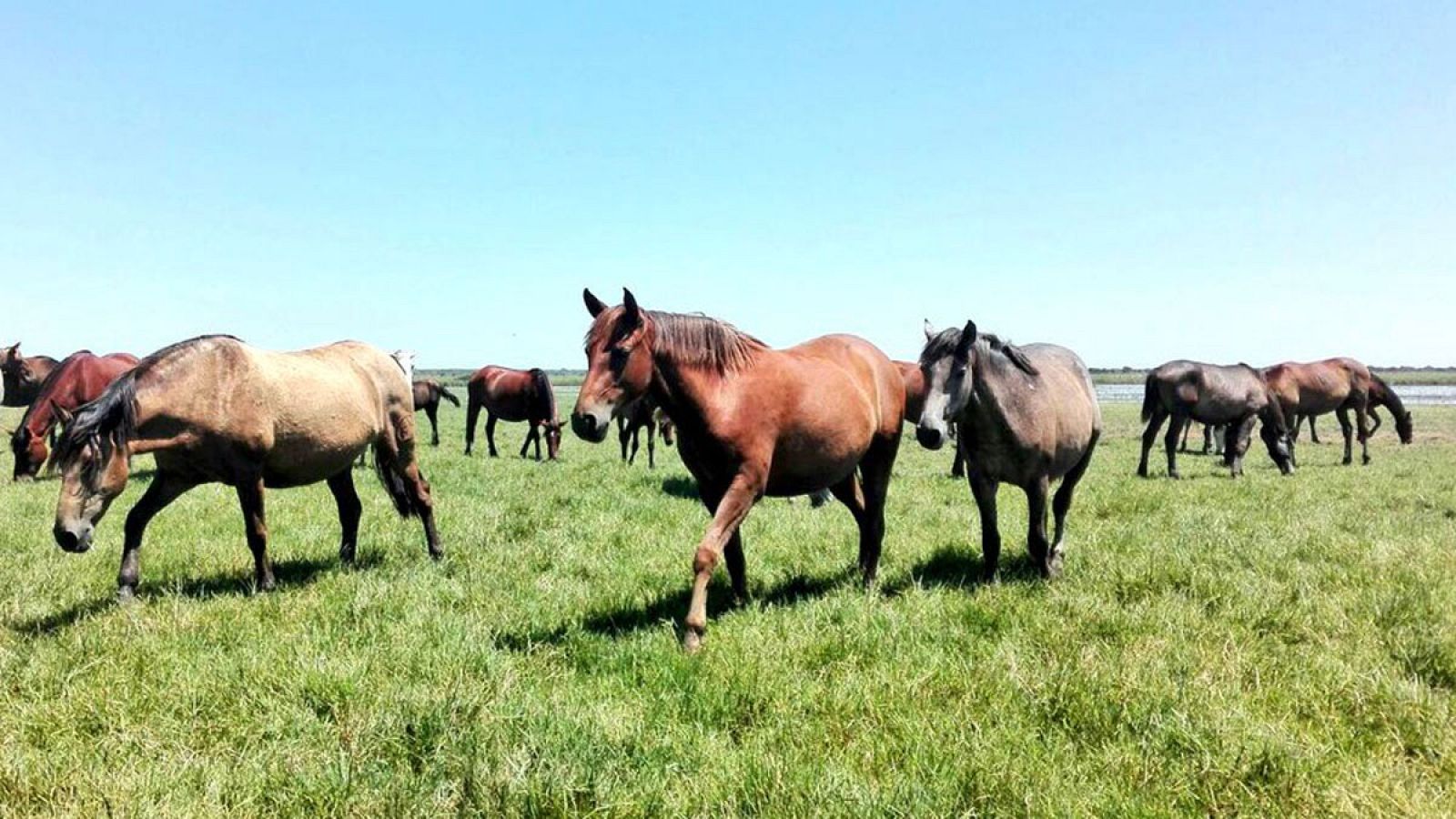 La saca de las yeguas