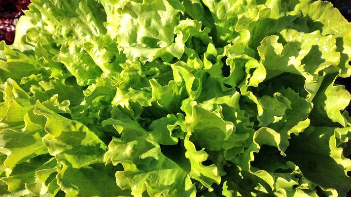 España Directo - Unas lechugas con marca de calidad