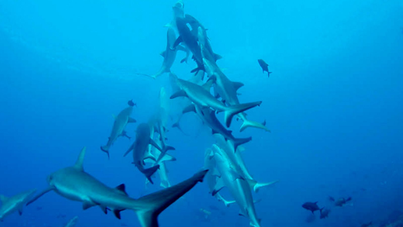 Grandes documentales - Tiburones del cañon de coral - ver ahora