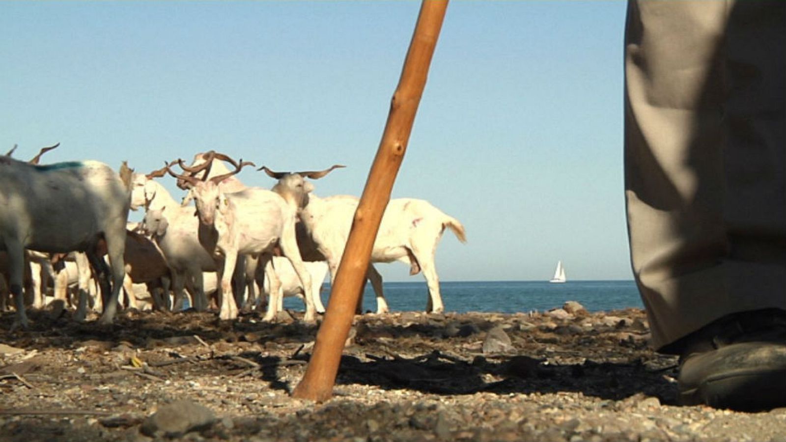 Unas cabras playeras
