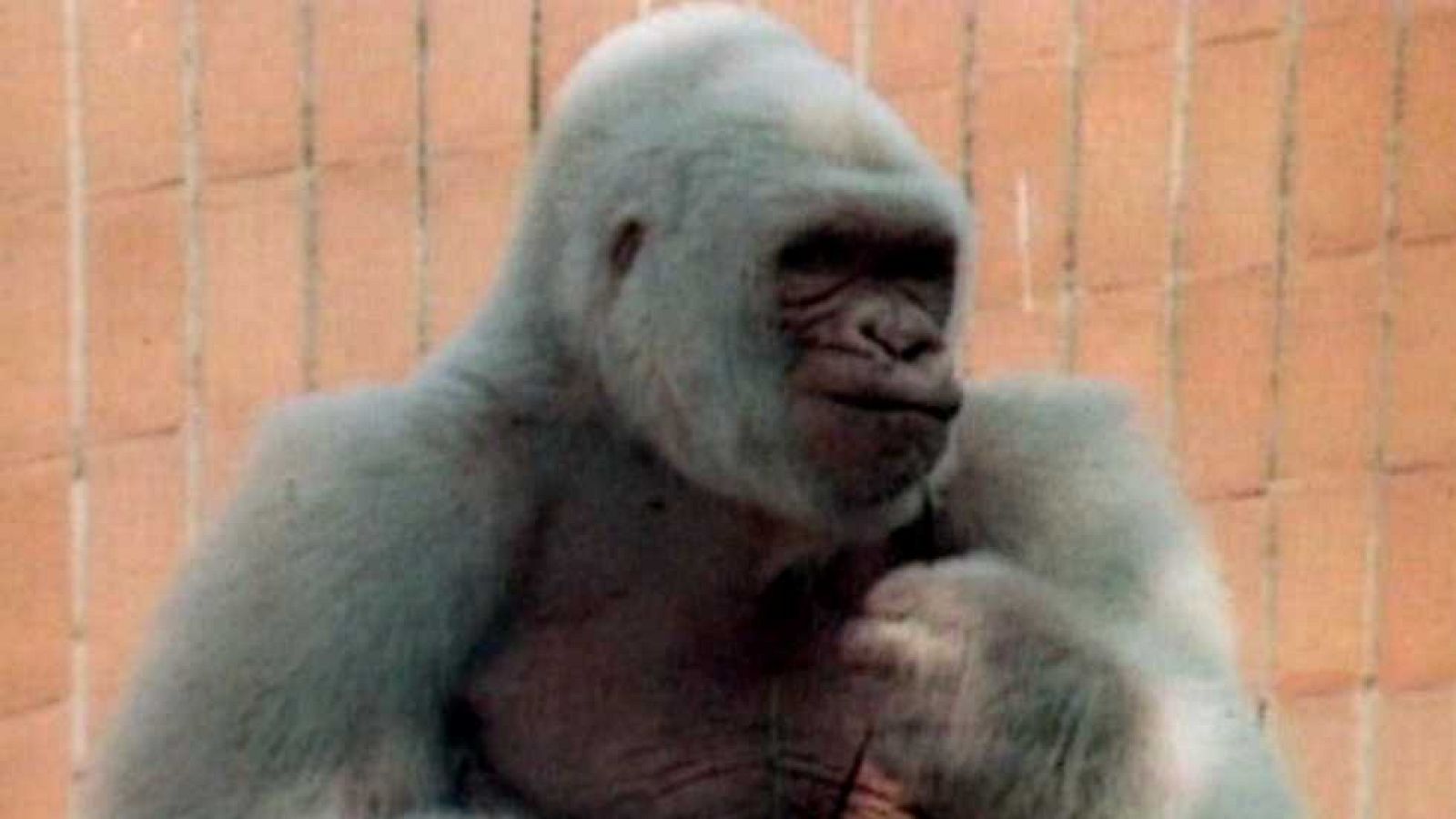 Viaje al centro de la tele - Más parte de tu vida - ver ahora