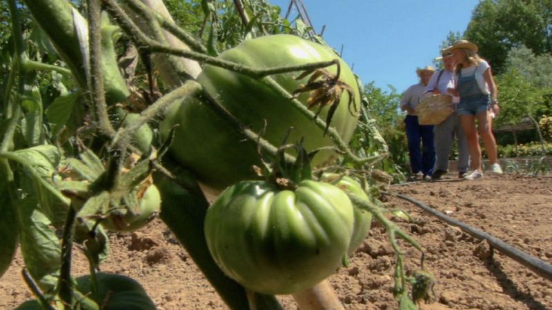 Aquí la tierra - Ensalada de lechuga pero ¿qué lechuga?