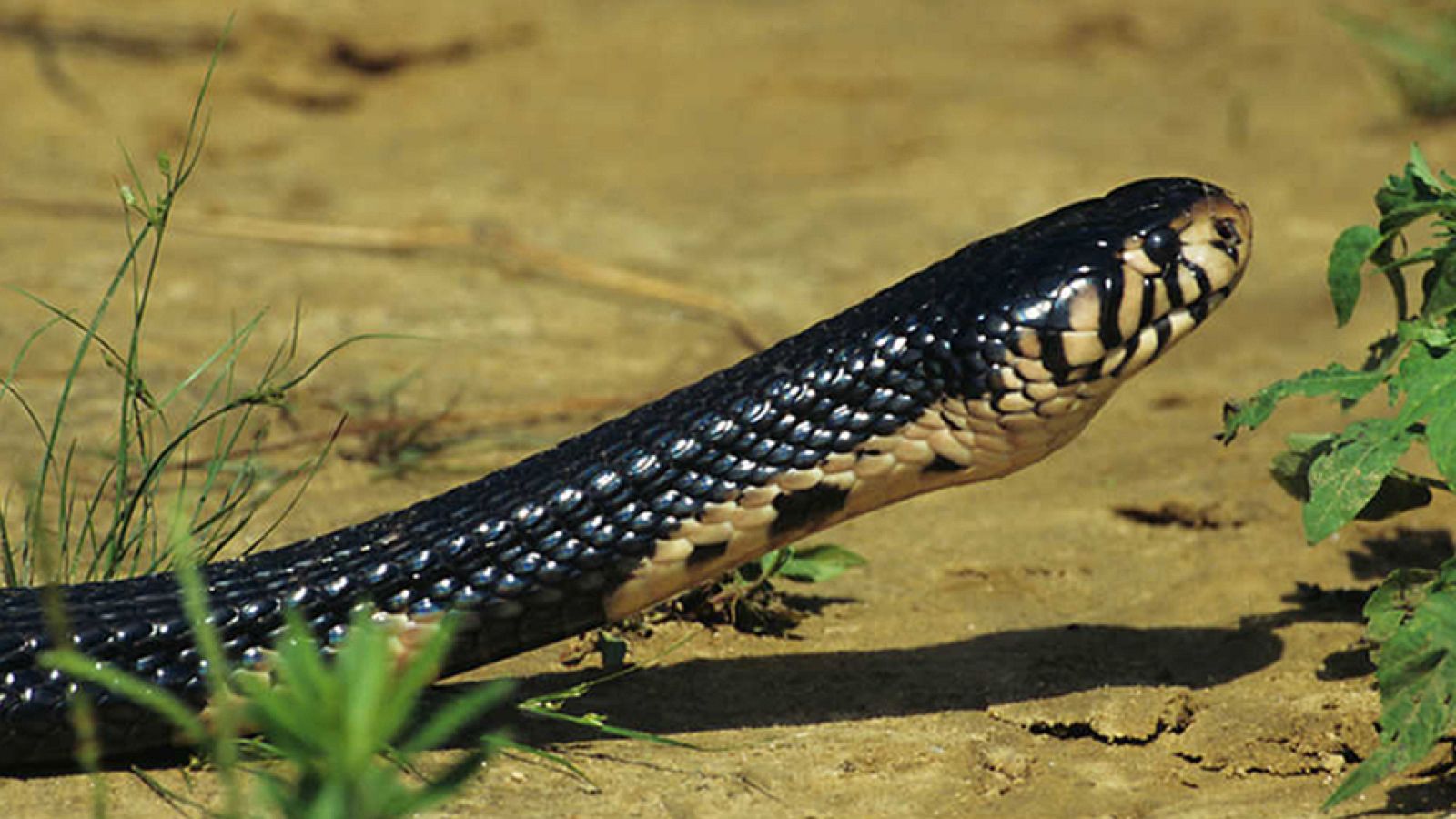 Grandes documentales - Velocidad mortal 2: El submundo oscuro- ver ahora