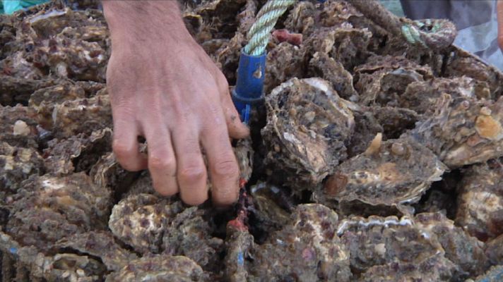 Aquí la Tierra - Las ostras "premium" de Cádiz
