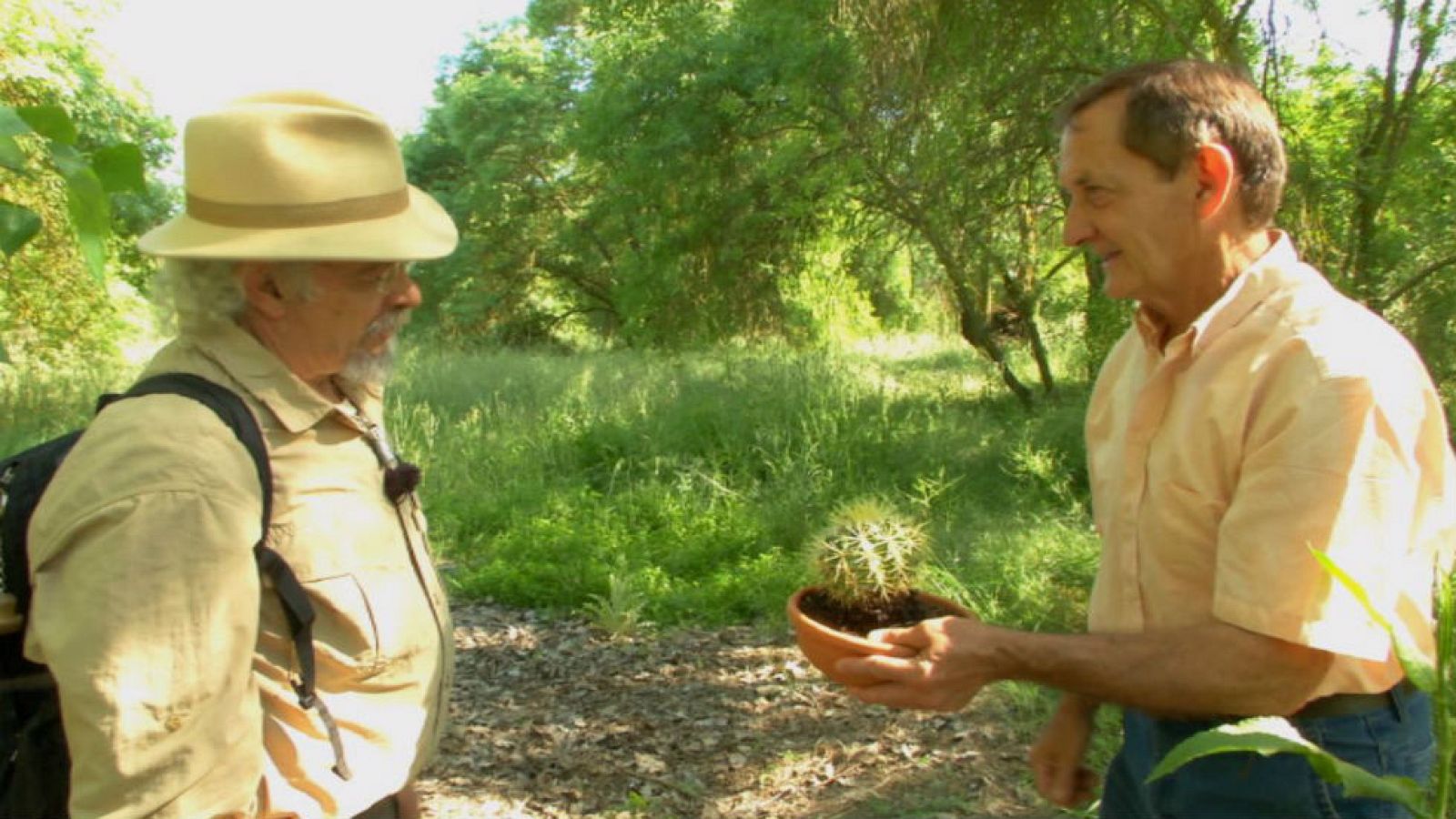 Lo que no sabías sobre los cactus