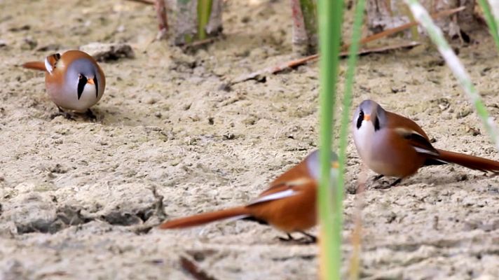 Red Natura 2000 - Humedales de la Mancha
