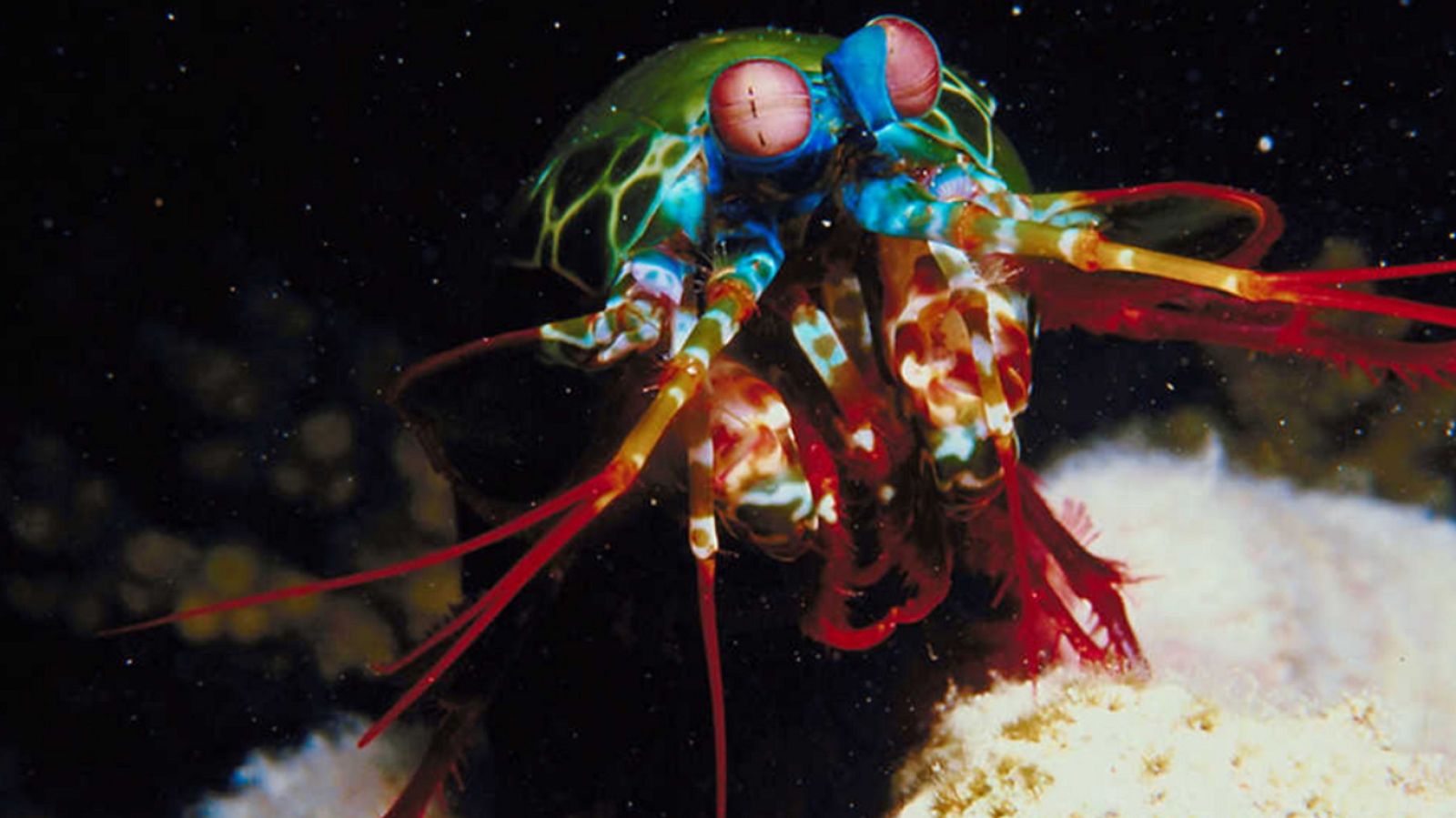 Grandes documentales - Velocidad mortal 2: La laguna costera - ver ahora