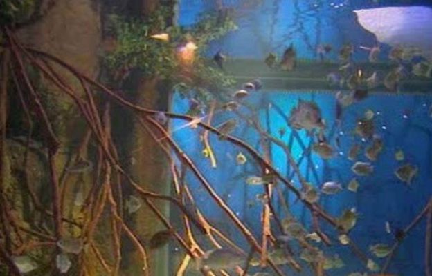 Ciencia y tecnología en Rtve.es - Aquarium de San Sebastin de estreno