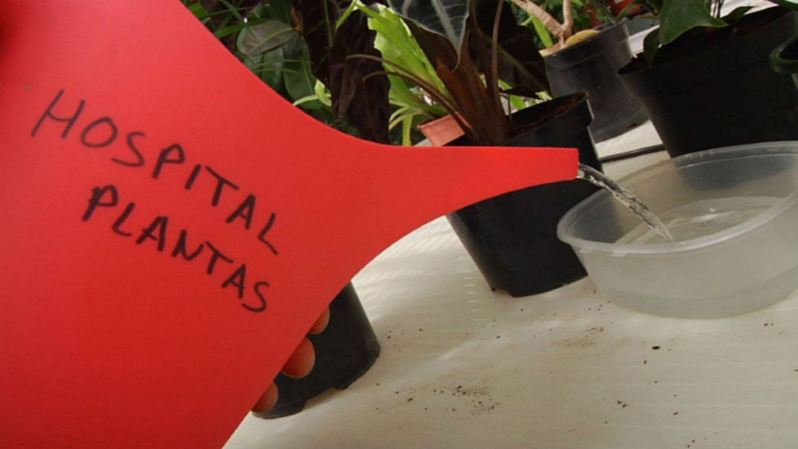 ¡Cuida tus plantas en vacaciones!