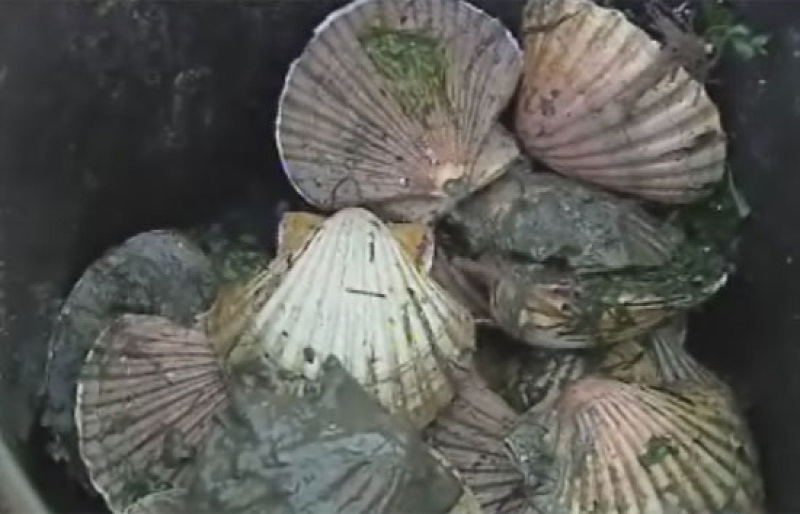 La flota gallega se echa a la mar para capturar vieiras tras nueve meses de veda por una toxina que impedía pescarla | Ver