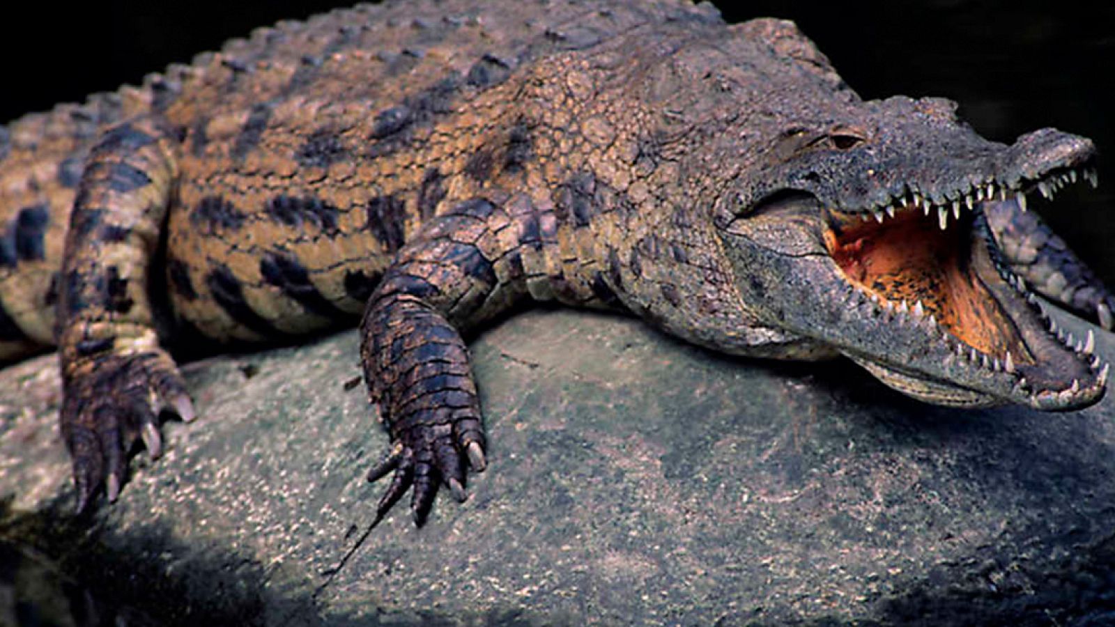 Grandes documentales - El lado oscuro de los cocodrilos - ver ahora