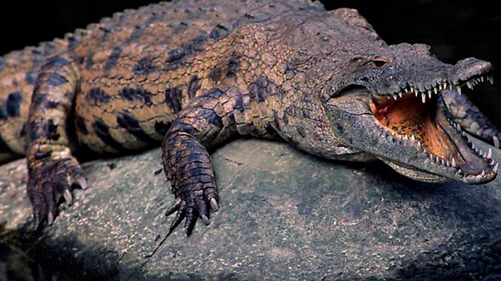 Grandes documentales - El lado oscuro de los cocodrilos