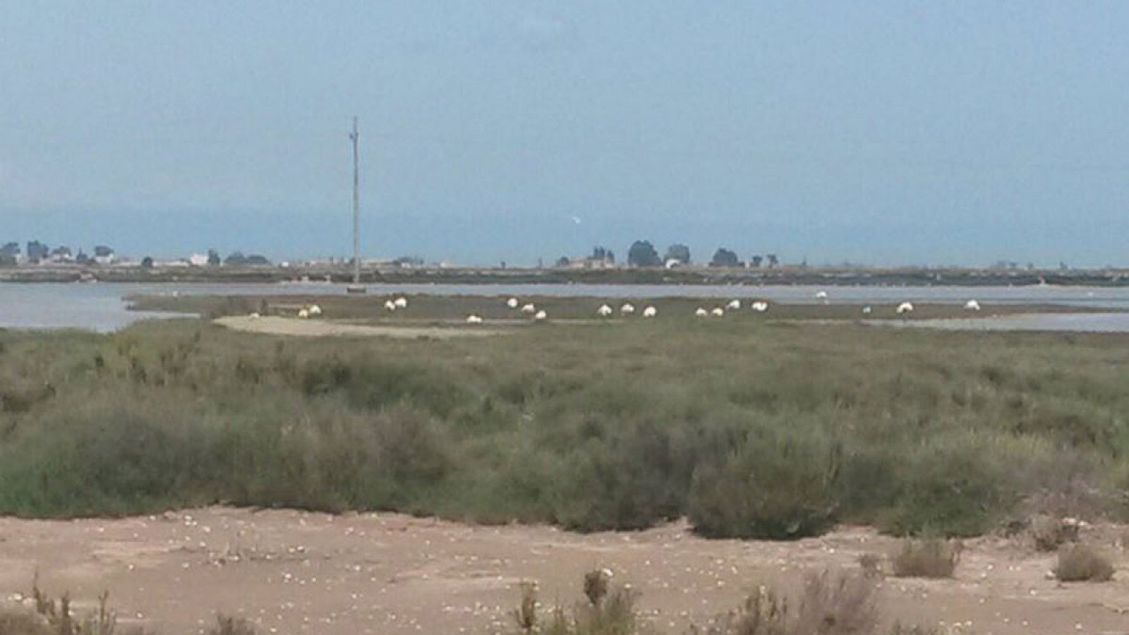 La ruta de los flamencos del Delta del Ebro