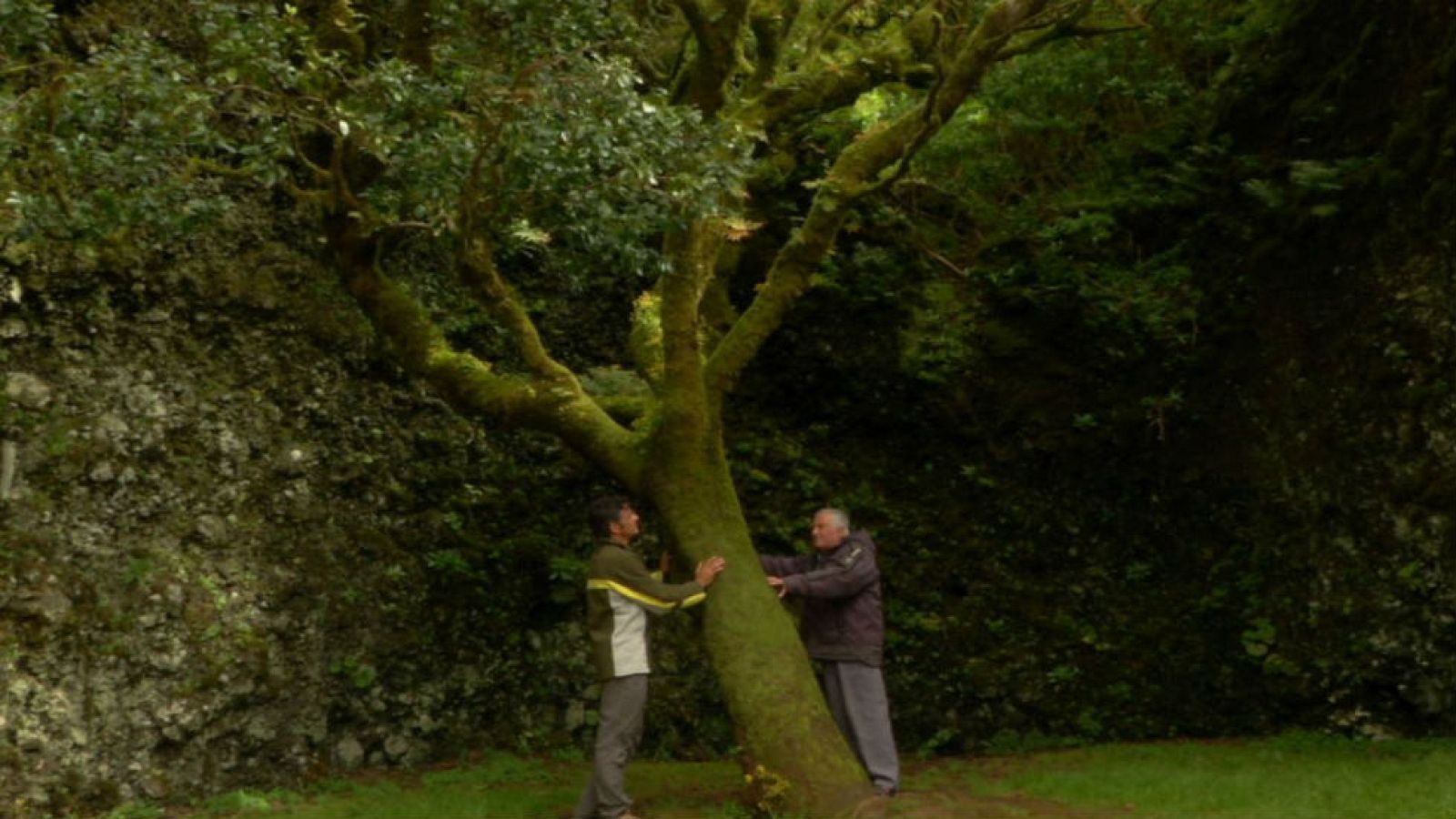 'Atrapanieblas', una joya canaria