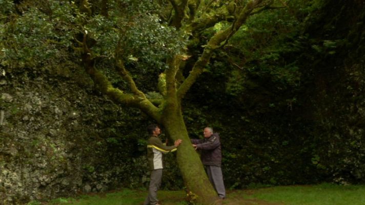 Aquí la Tierra - 'Atrapanieblas', una joya canaria