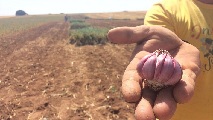 España Directo - El auténtico ajo morado