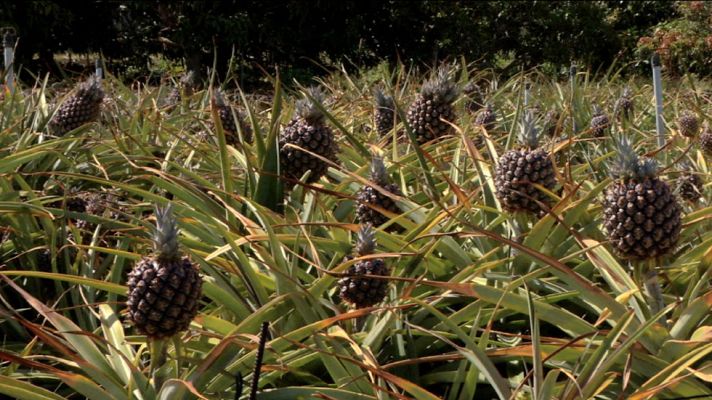 Aquí la Tierra - ¡No sólo de plátanos vive Canarias!
