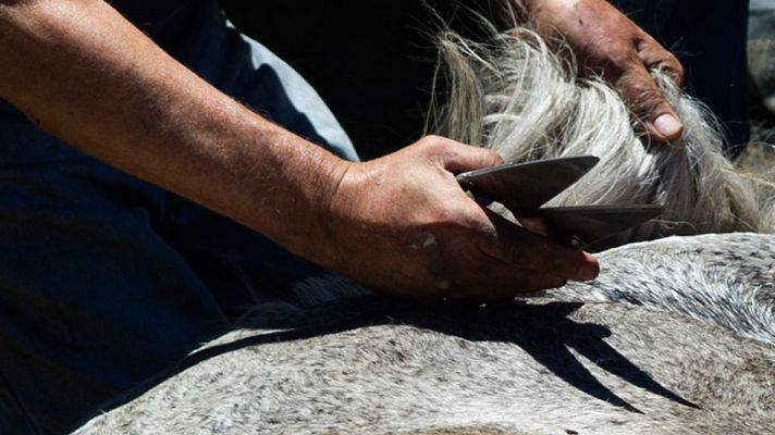 Telediario 1 - Se celebra la Rapa das Bestas