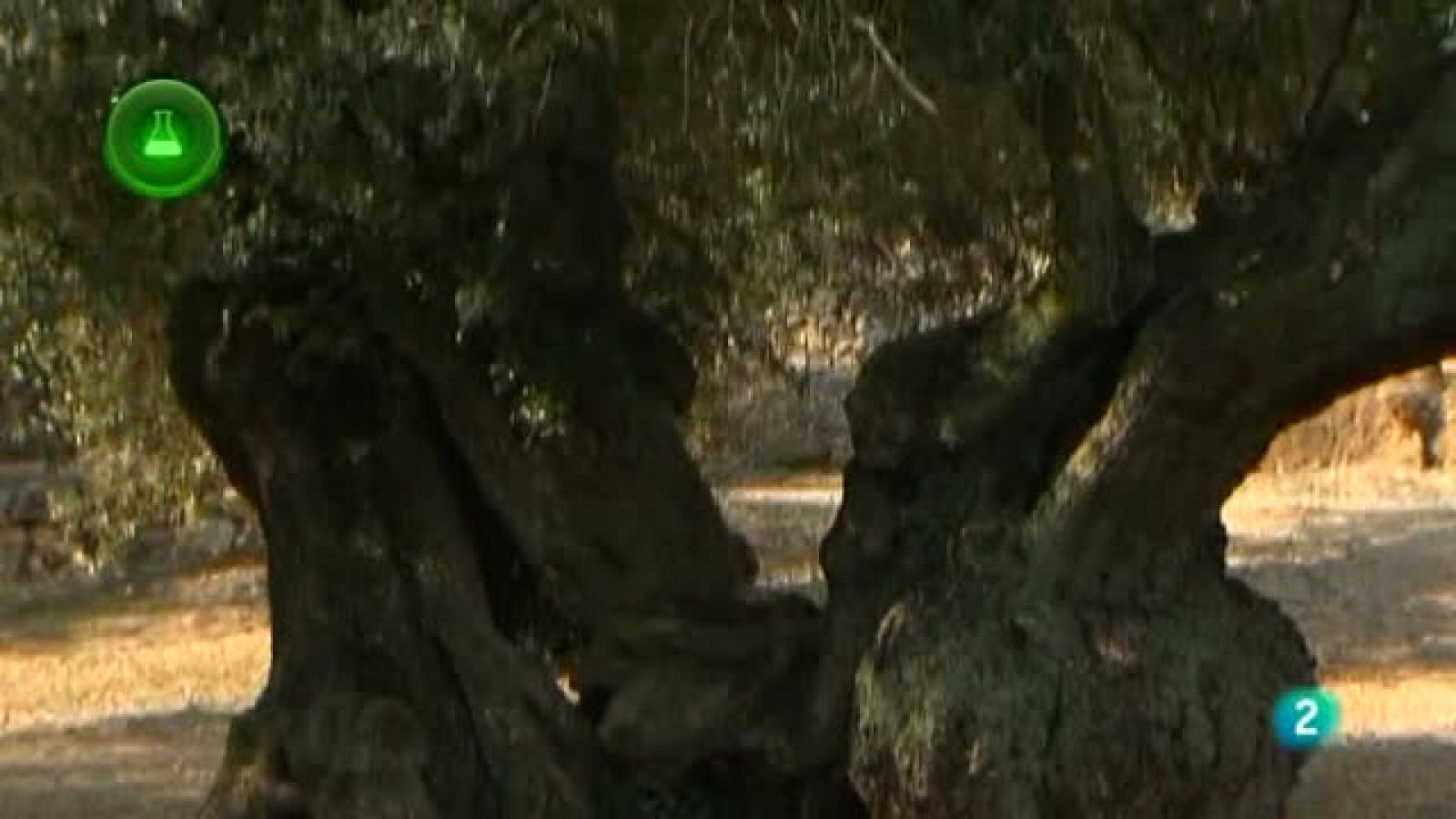 Agrosfera - Laboratorio de ideas - Investigaciones sobre el olivo