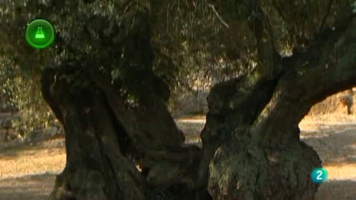 Agrosfera - Investigaciones sobre el olivo